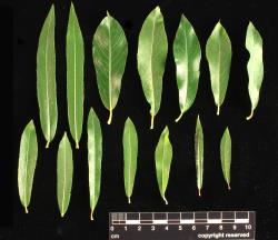 Salix purpurea. Range of leaf shapes from several cultivars.
 Image: D. Glenny © Landcare Research 2020 CC BY 4.0